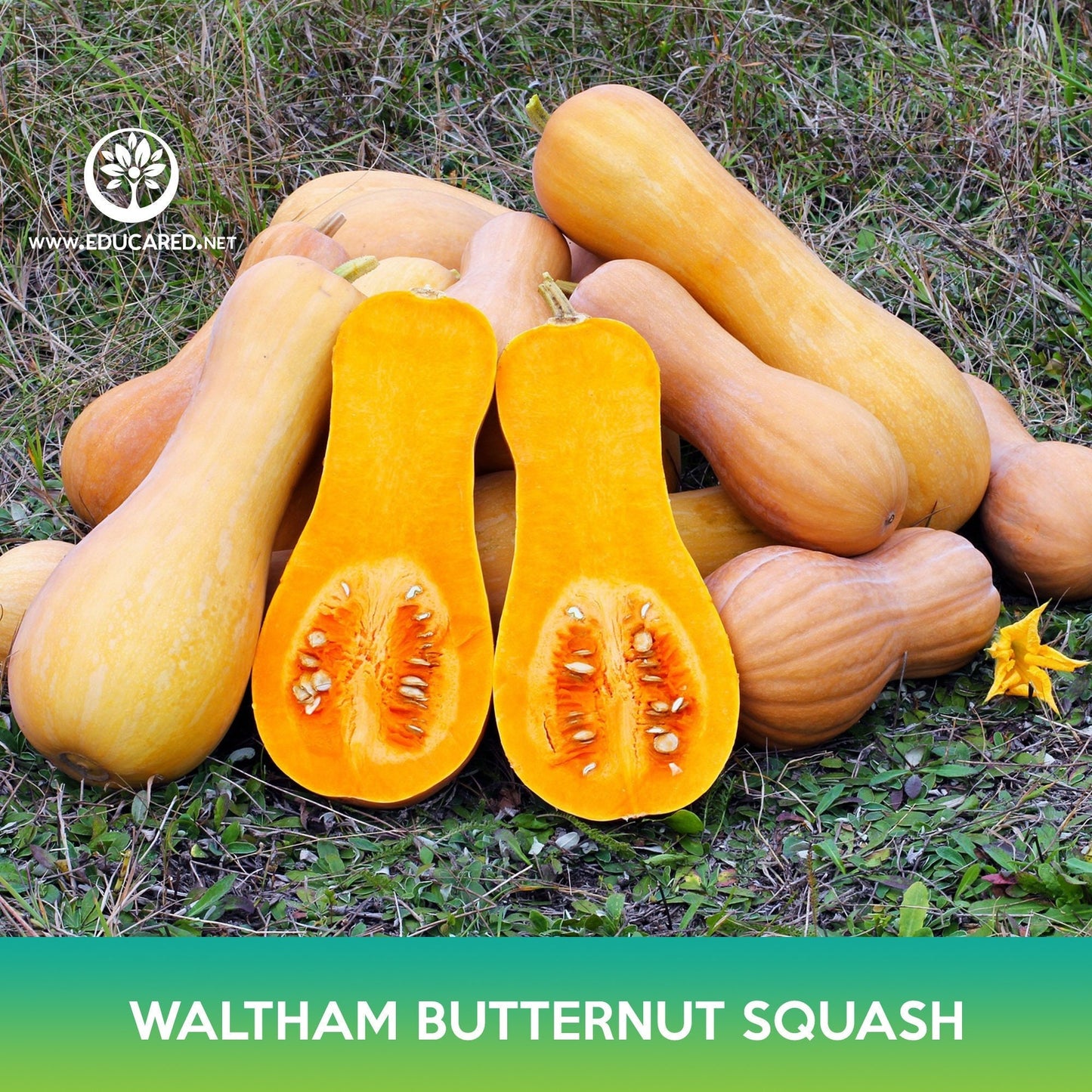 Waltham Butternut Squash Seeds