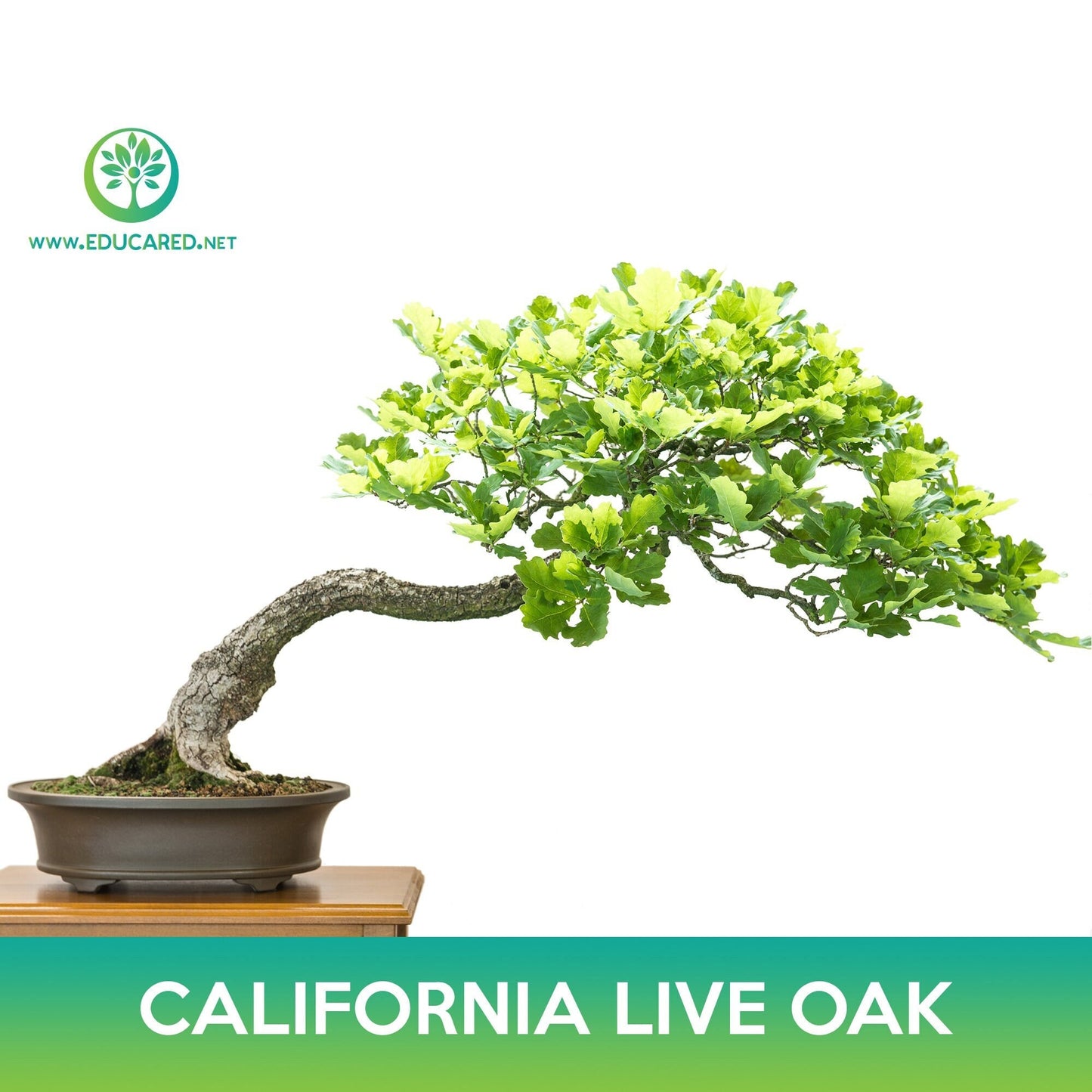 California live oak Seeds, Coast live oak