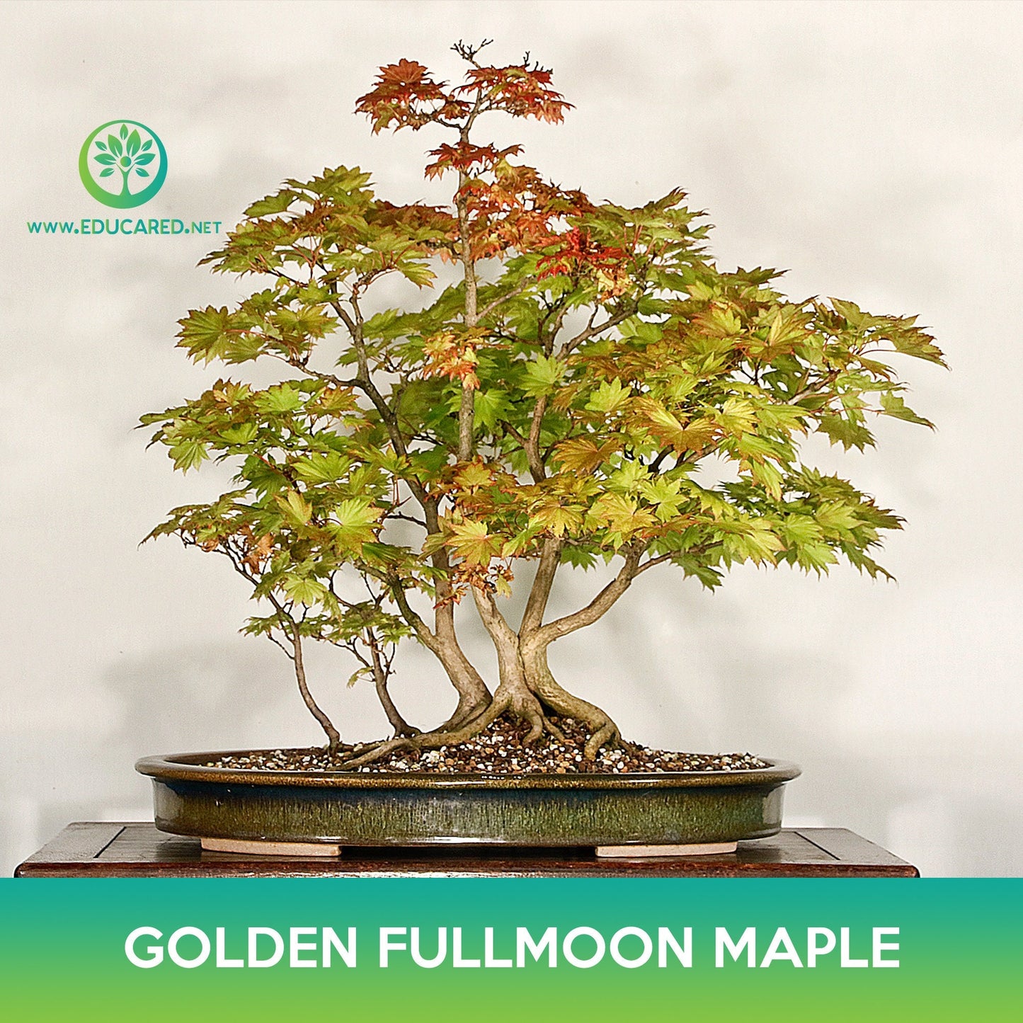 Golden Fullmoon Maple Seeds, Acer shirasawanum var. aureum