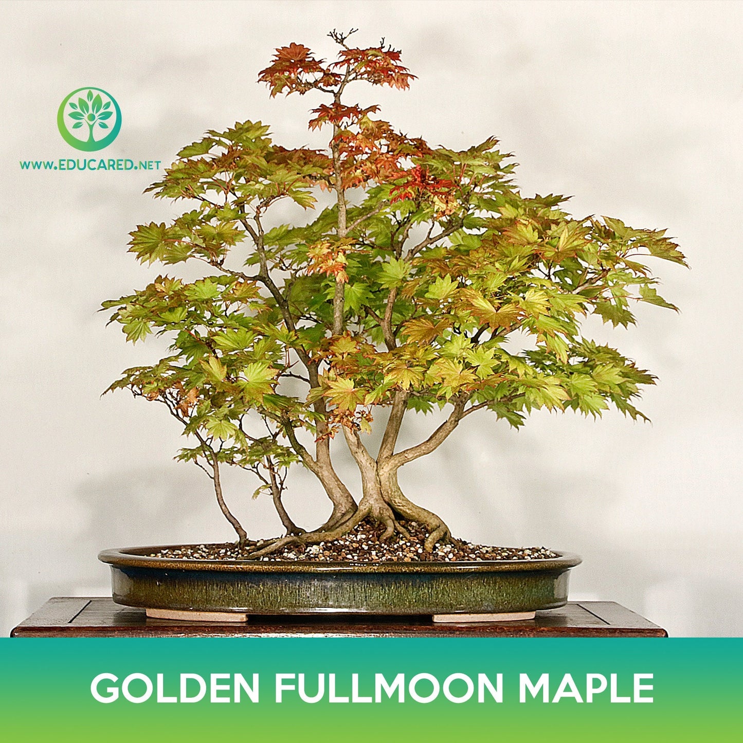 Golden Fullmoon Maple Seeds