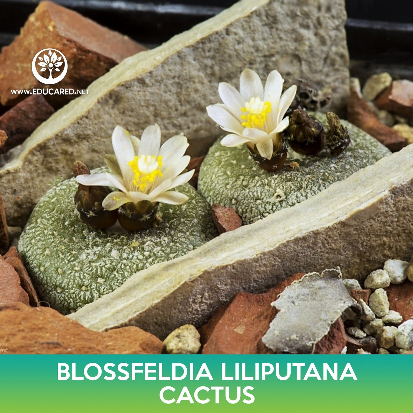 Blossfeldia liliputana Cactus Seeds