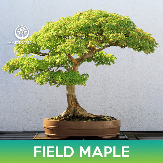 Field Maple Seeds, Common Maple