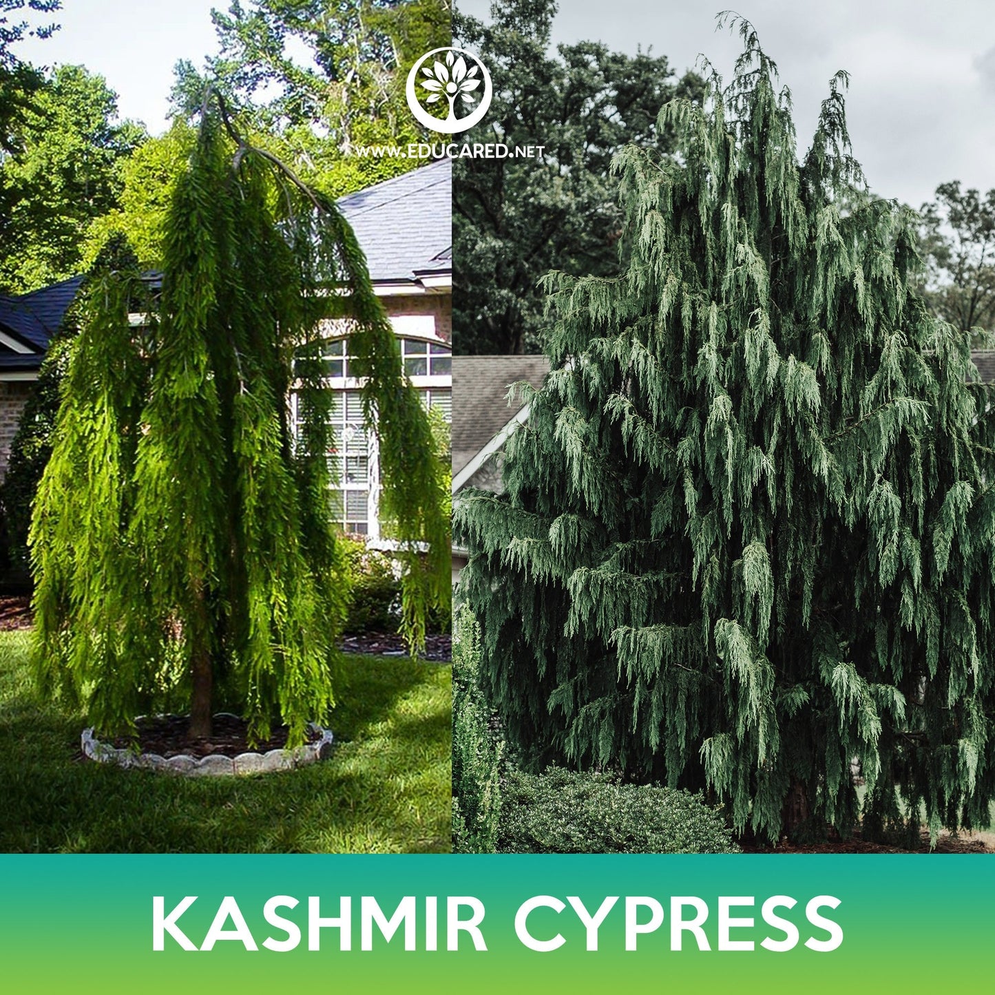 Kashmir Cypress Seeds, Weeping Cypress, Cupressus cashmeriana