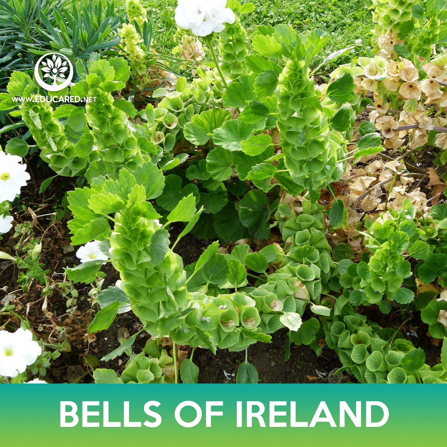 Bells of Ireland Seeds, Moluccella laevis