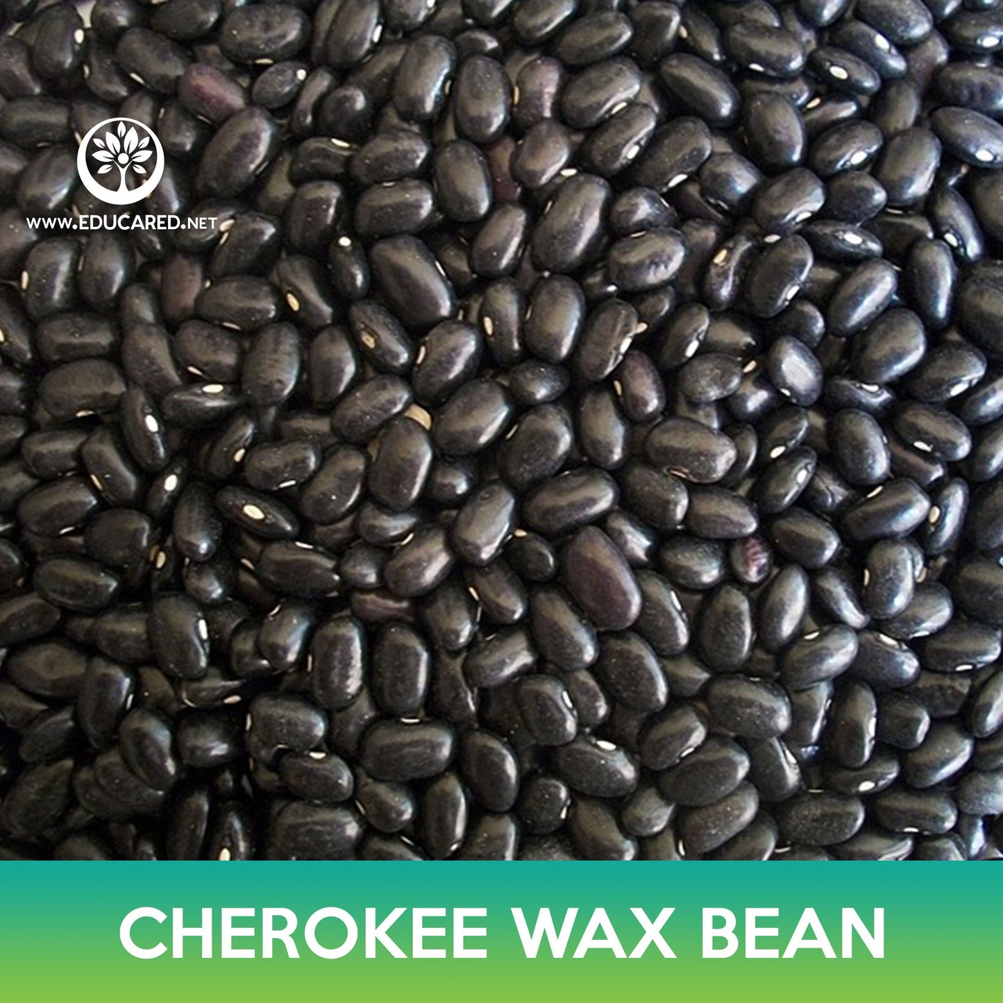 Cherokee Wax Bean Seeds