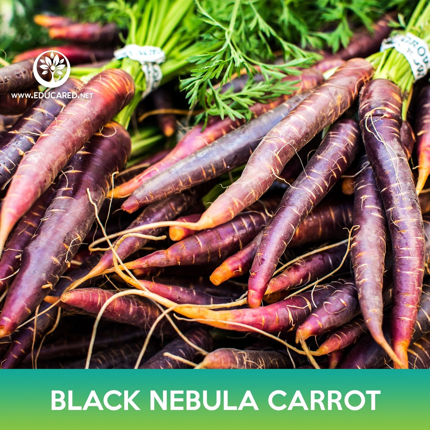 Black Nebula Carrot Seeds