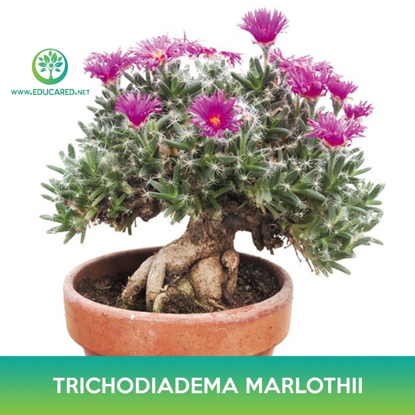 Trichodiadema marlothii Succulent Seeds