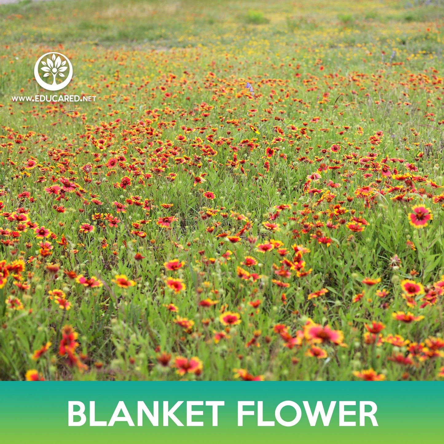 Blanket Flower Seeds