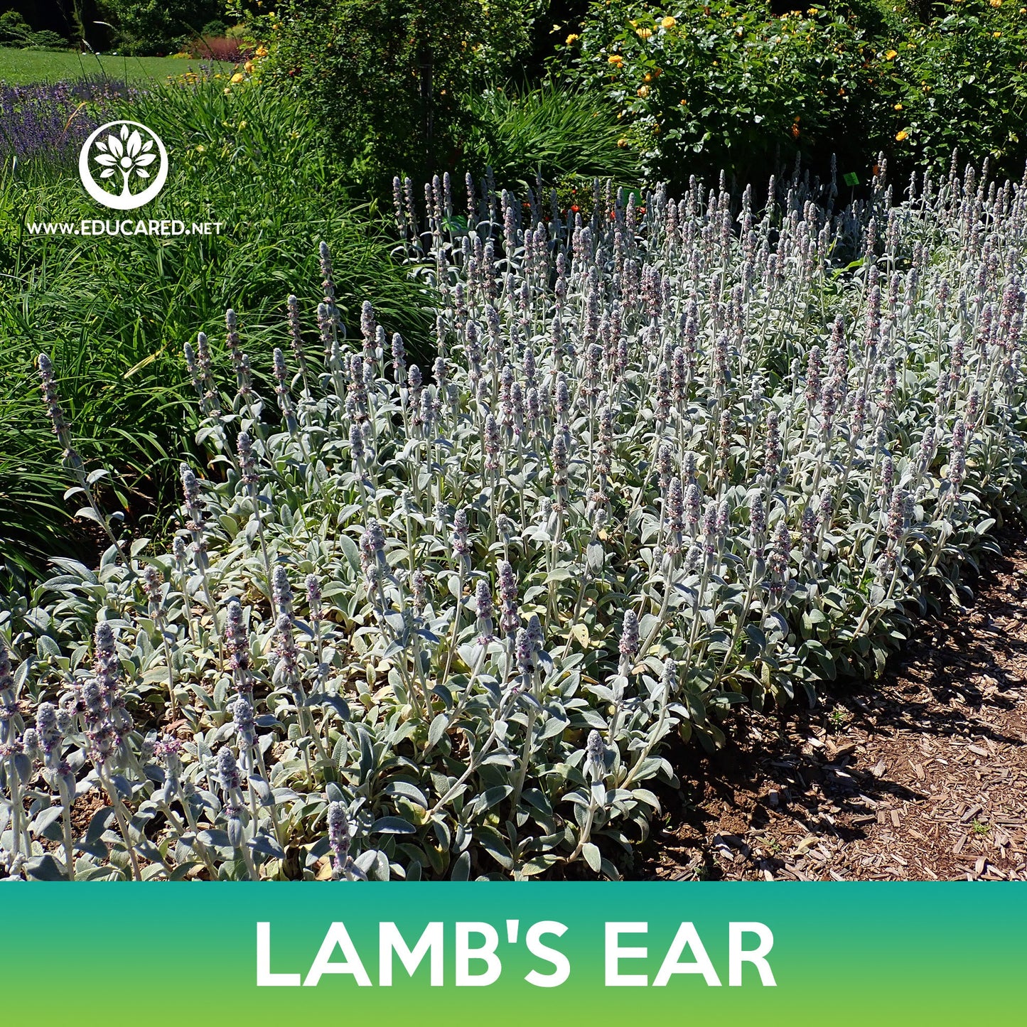Lamb's Ear Seeds, Stachys Byzantina