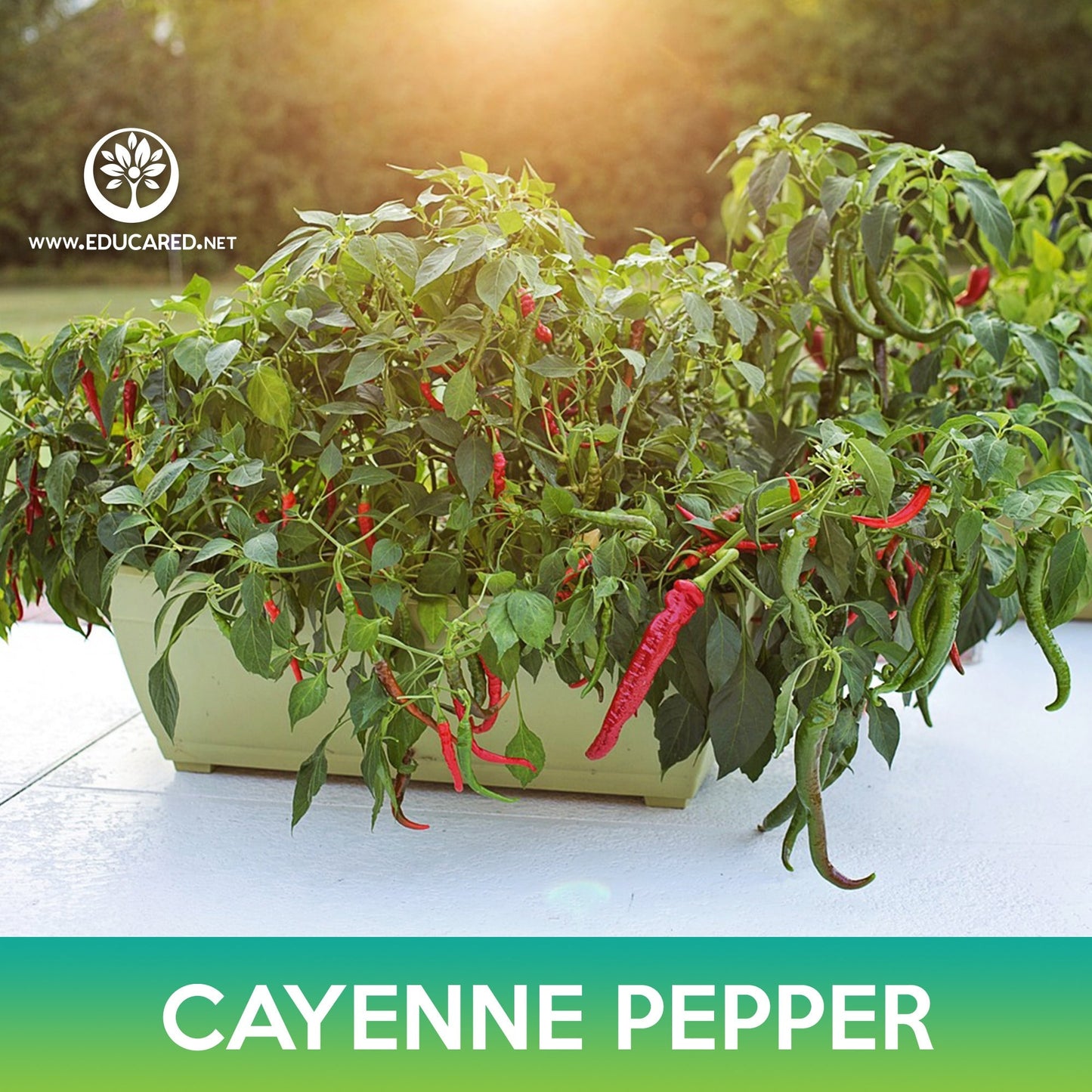 Cayenne Pepper Seeds