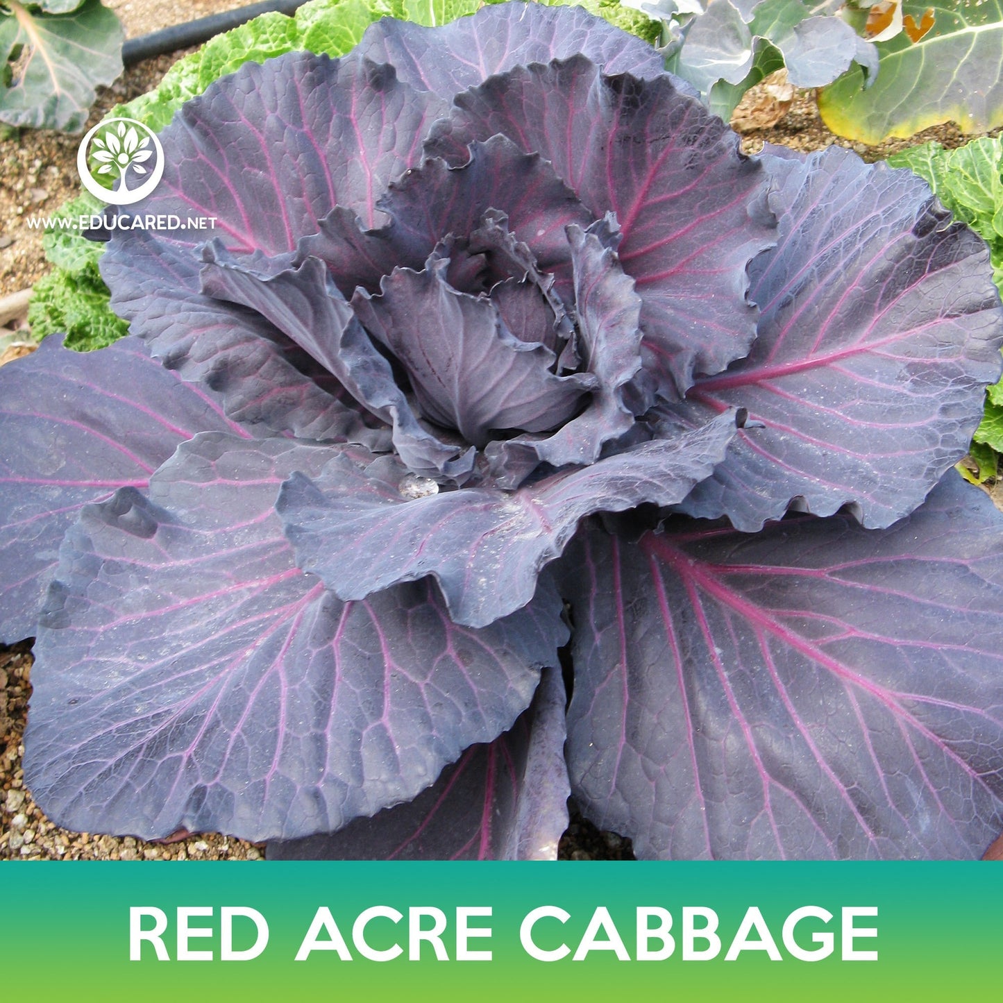Red Acre Cabbage Seeds