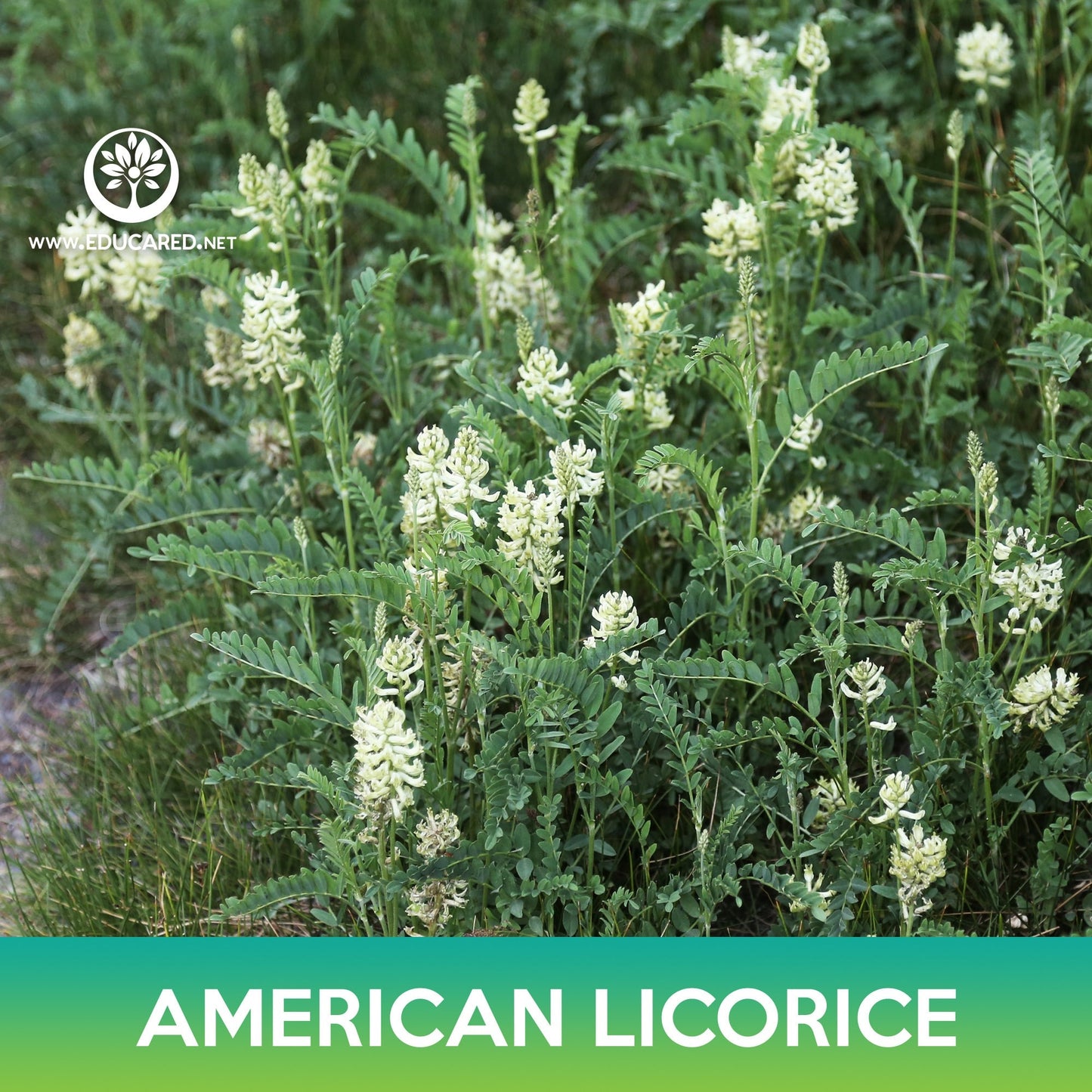 American Licorice Seeds, Wild Licorice