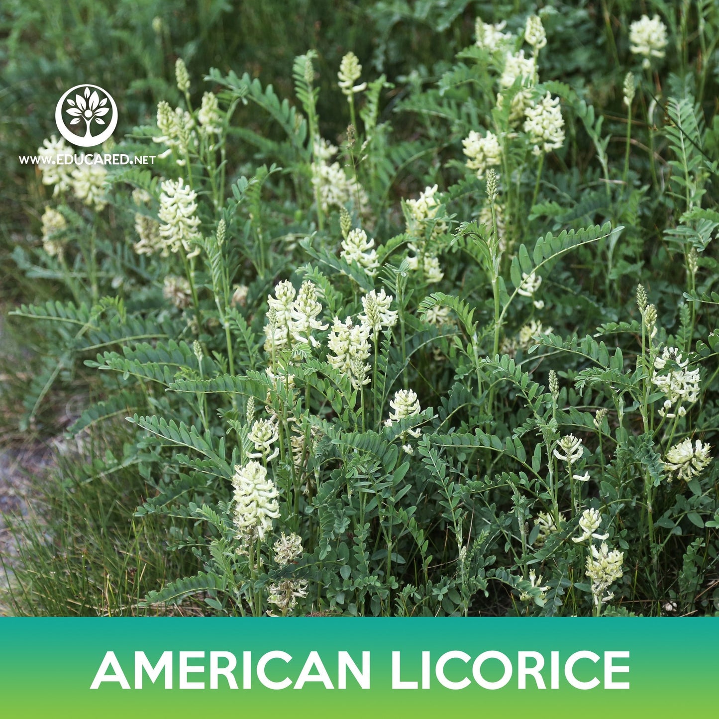 American Licorice Seeds ,Wild Licorice, Glycyrrhiza lepidota