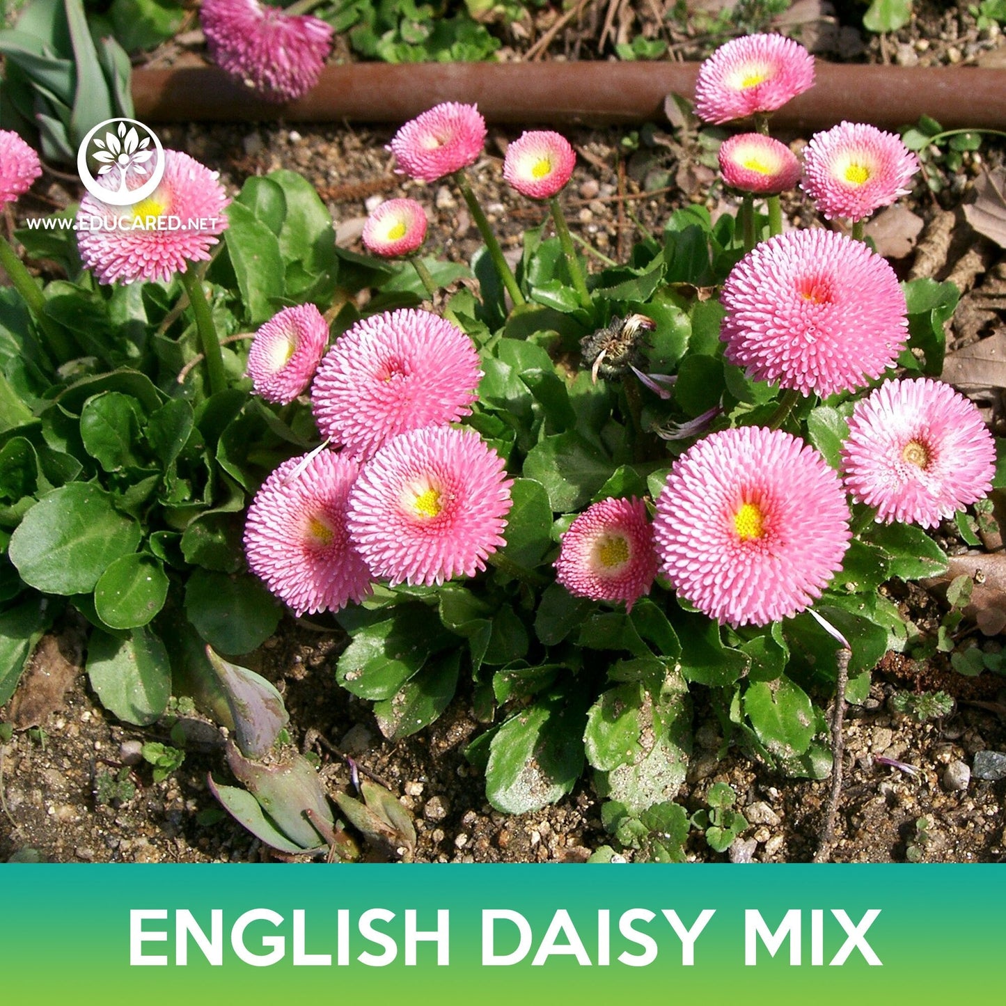 English Daisy Mix Seeds, Bellis Perennis Super Enorma