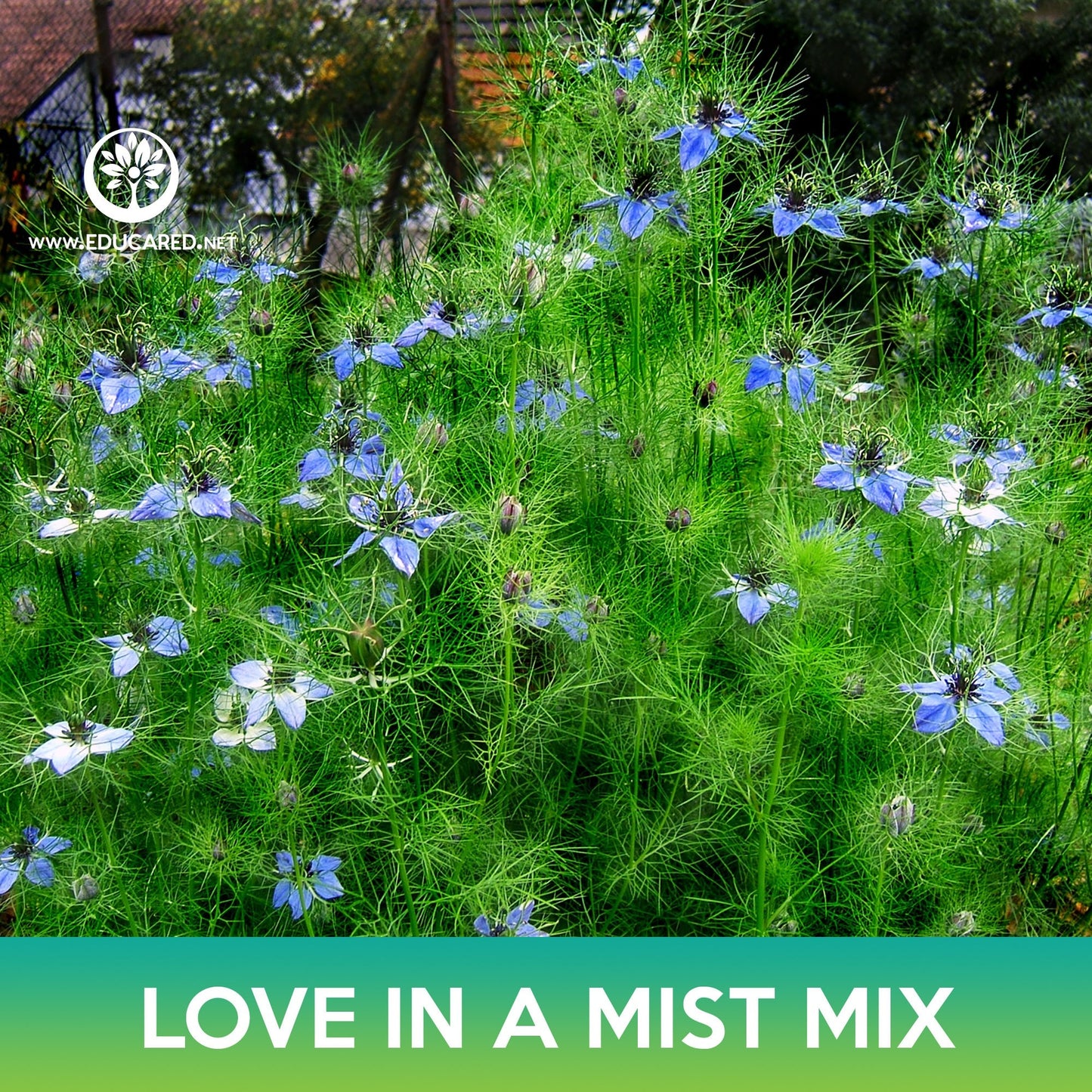 Love-In-A-Mist Flower Mix Seeds, Nigella damascena