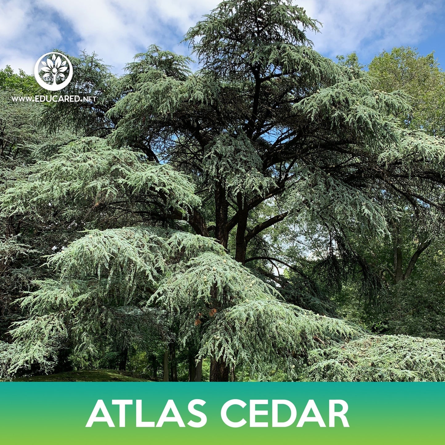 Atlas Cedar Tree Seeds