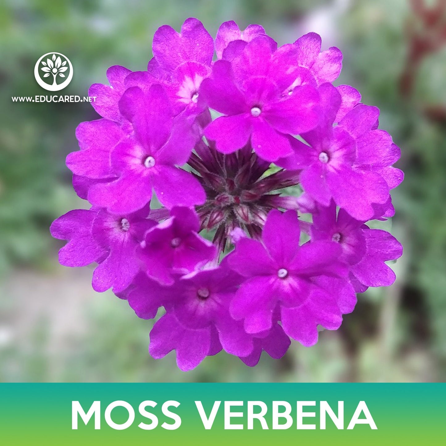 Moss Verbena Flower Seeds, Verbena Tenuisecta