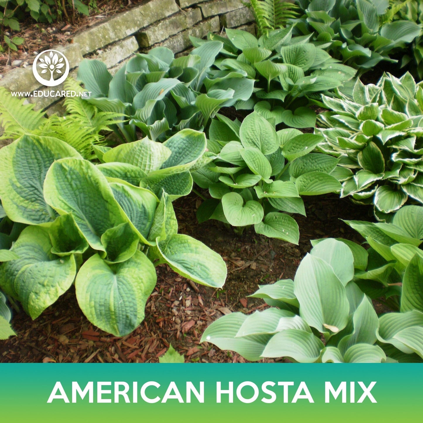 American Hosta Mix Seeds