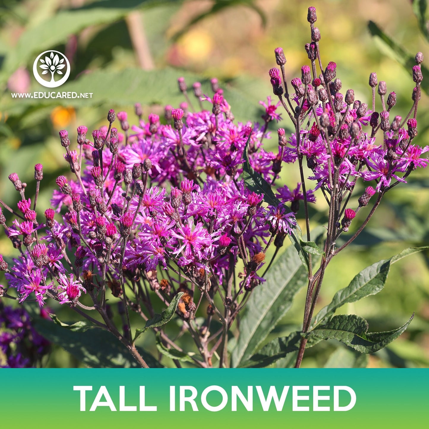 Tall Ironweed Seeds