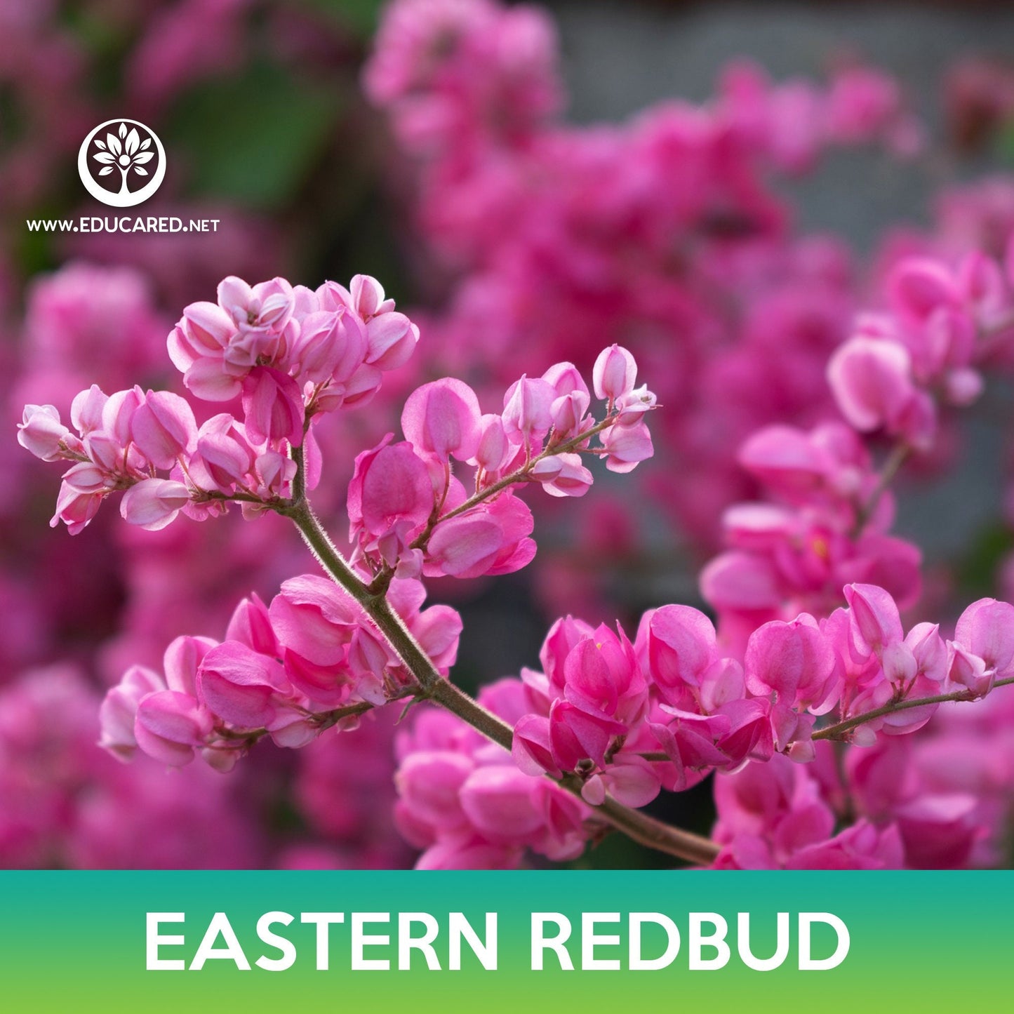 Eastern Redbud Tree Seeds