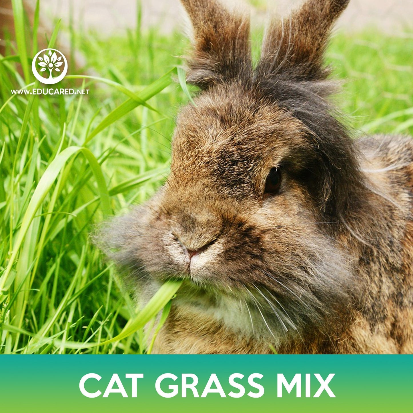 Cat and Pet Grass Mix Seeds