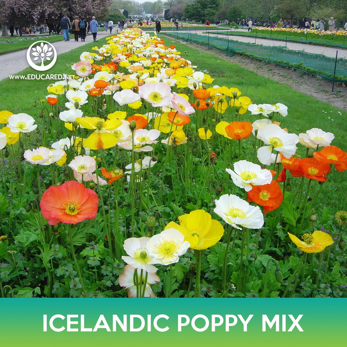 Icelandic Poppy Flower Mix Seeds, Papaver nudicaule