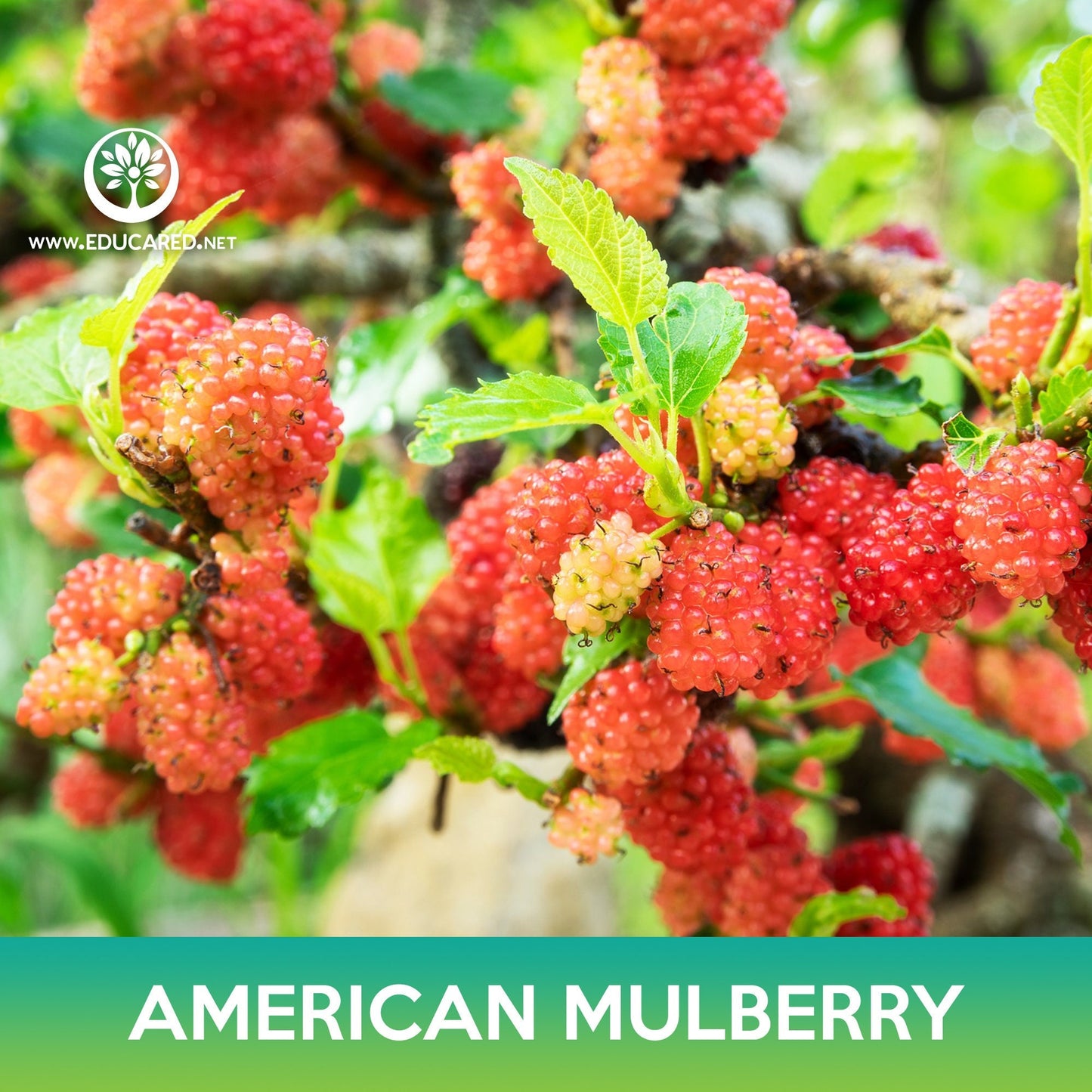 American Mulberry Seeds, Red Mulberry