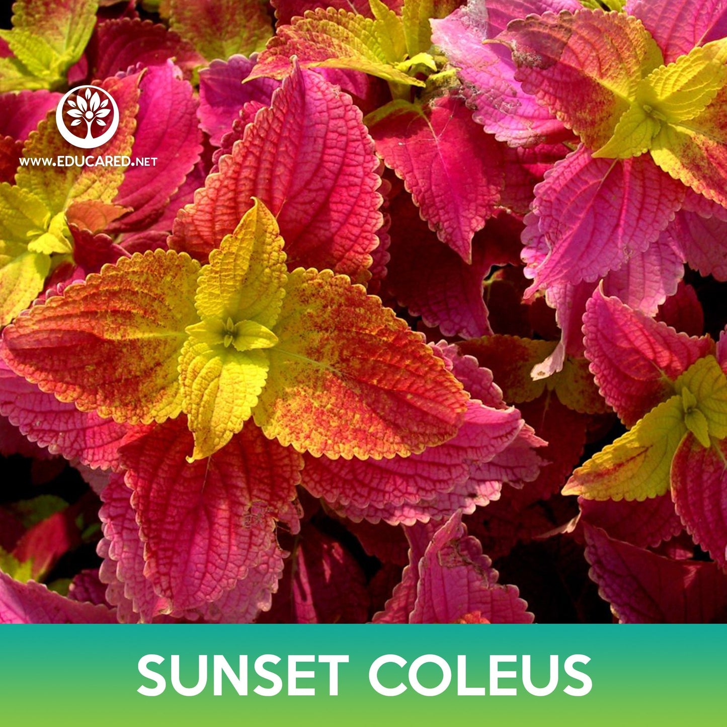 Sunset Coleus Seeds