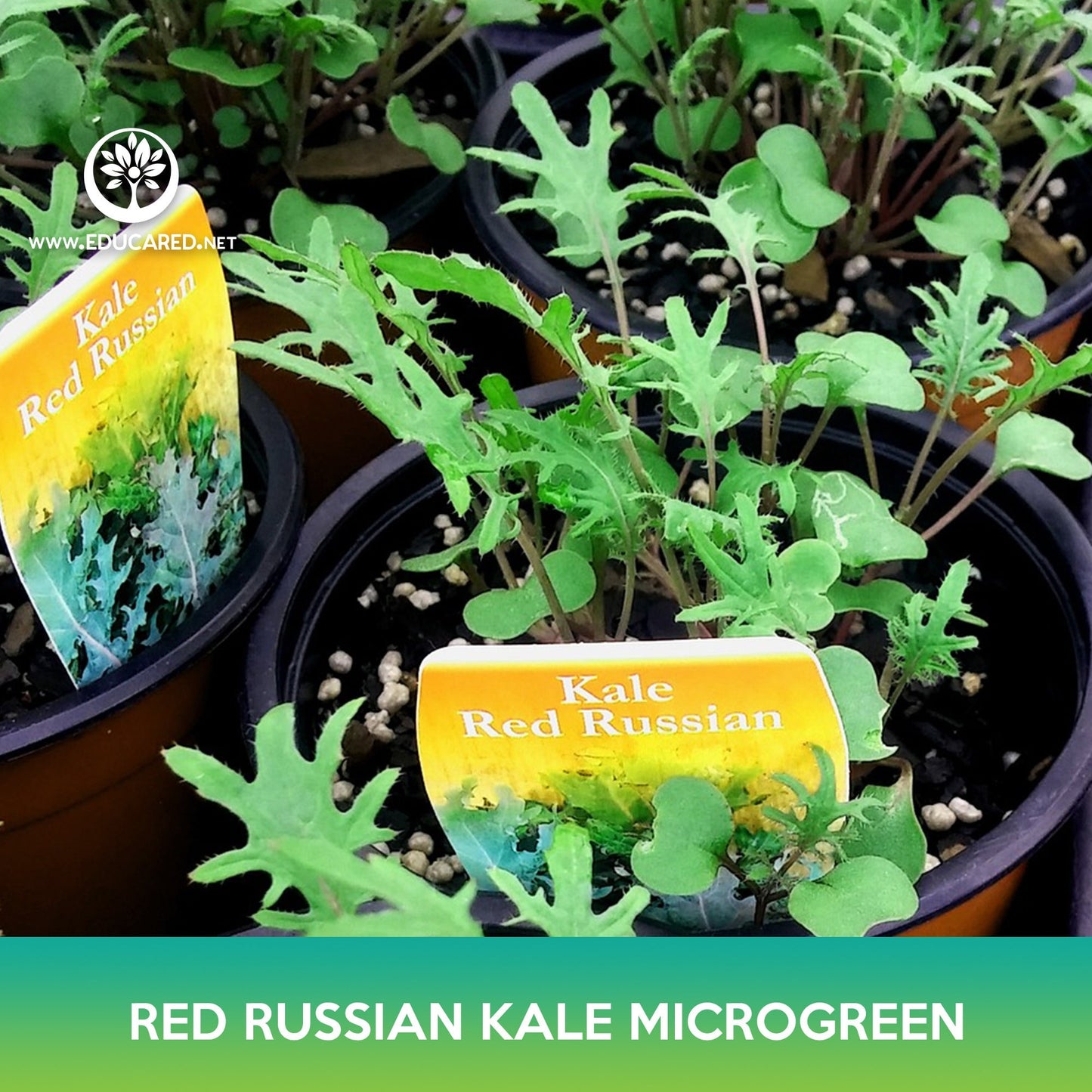 Red Russian Kale Microgreen Seeds