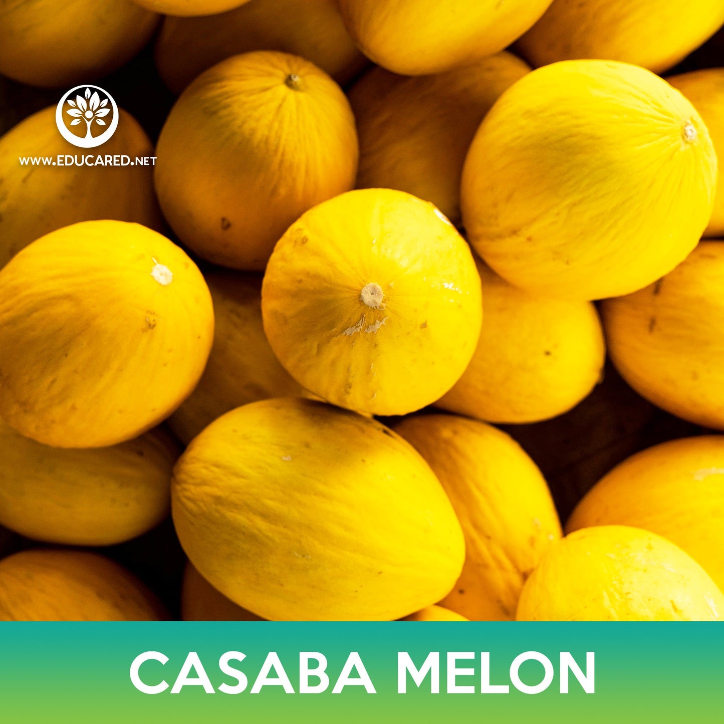 Casaba Melon Seeds