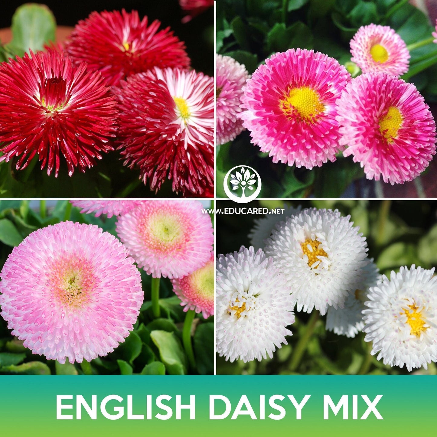 English Daisy Mix Seeds, Bellis Perennis Super Enorma