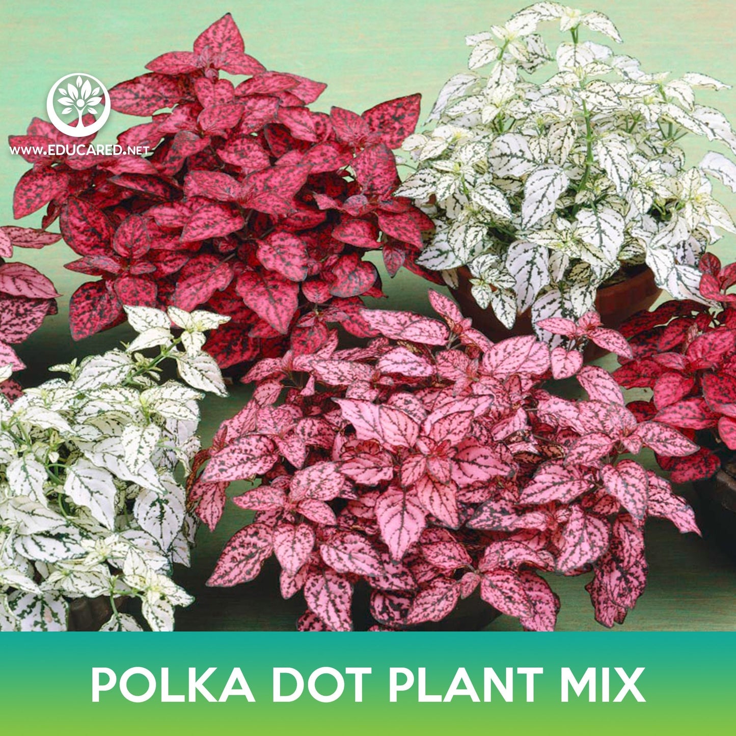 Polka Dot Plant Mix Seeds, Hypoestes Phyllostachya