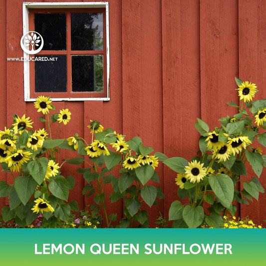 Lemon Queen Sunflower Seeds