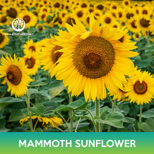 Mammoth Grey Stripe Sunflower Seeds