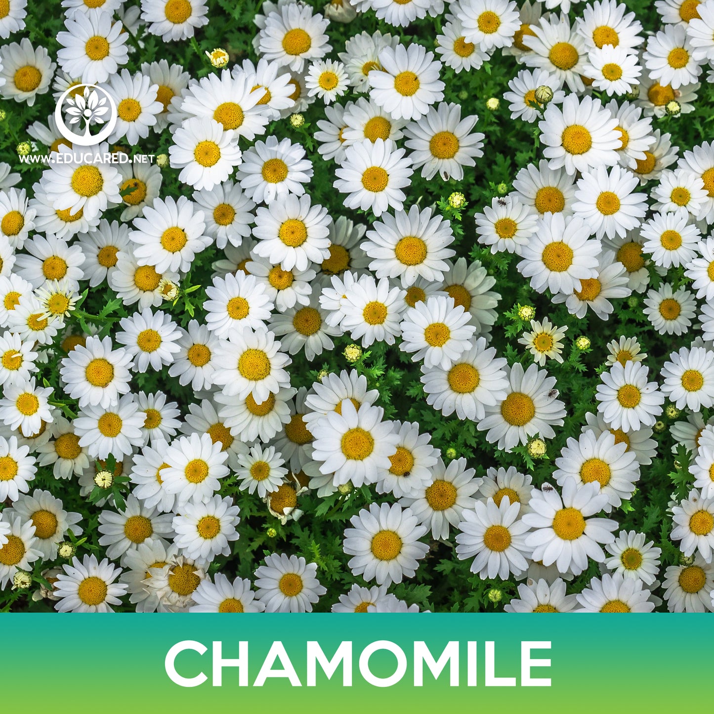 Chamomile Flower Seeds, Chamaemelum nobile