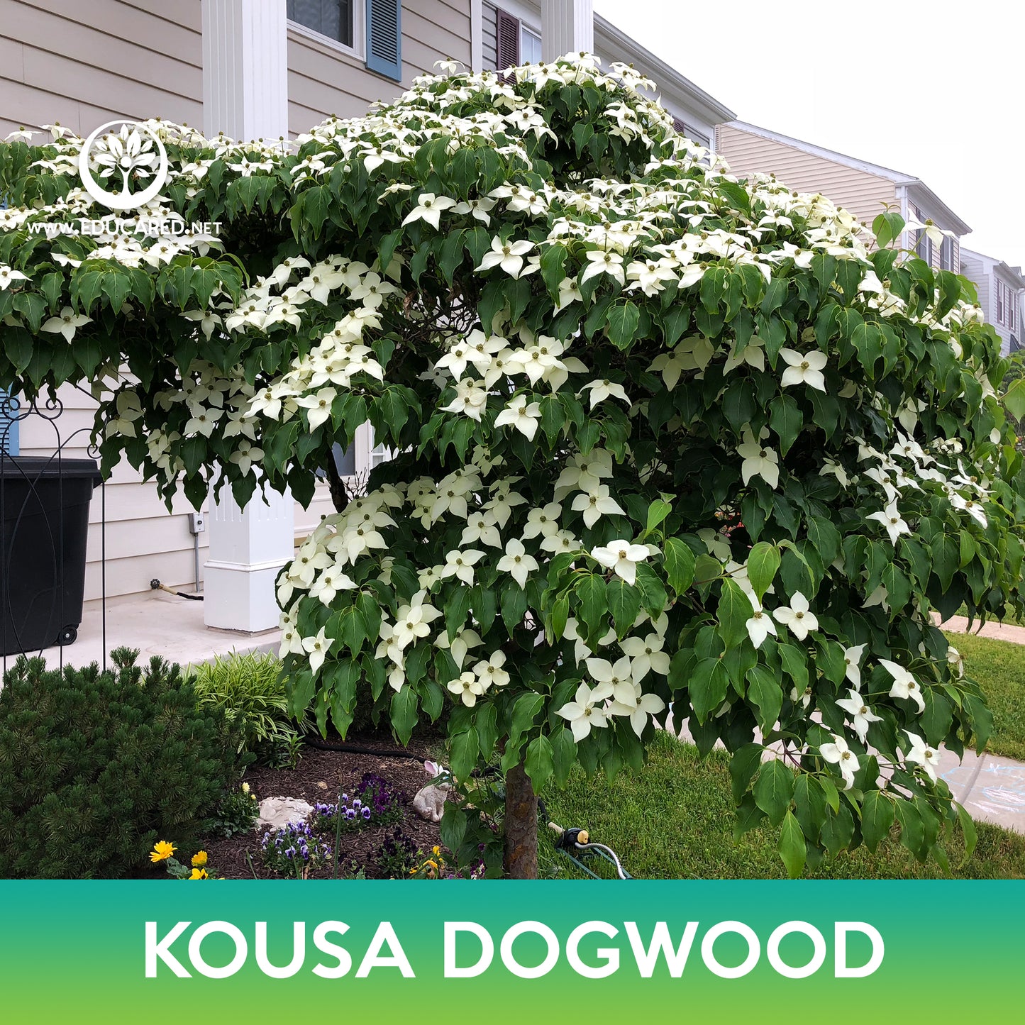 Kousa Dogwood Tree Seeds