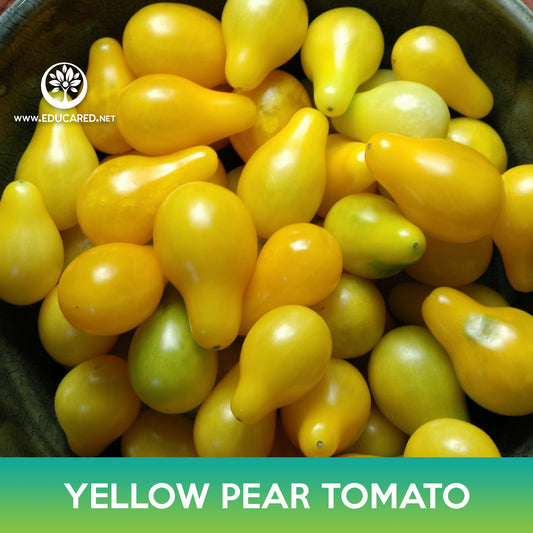 Yellow Pear Tomato Seeds