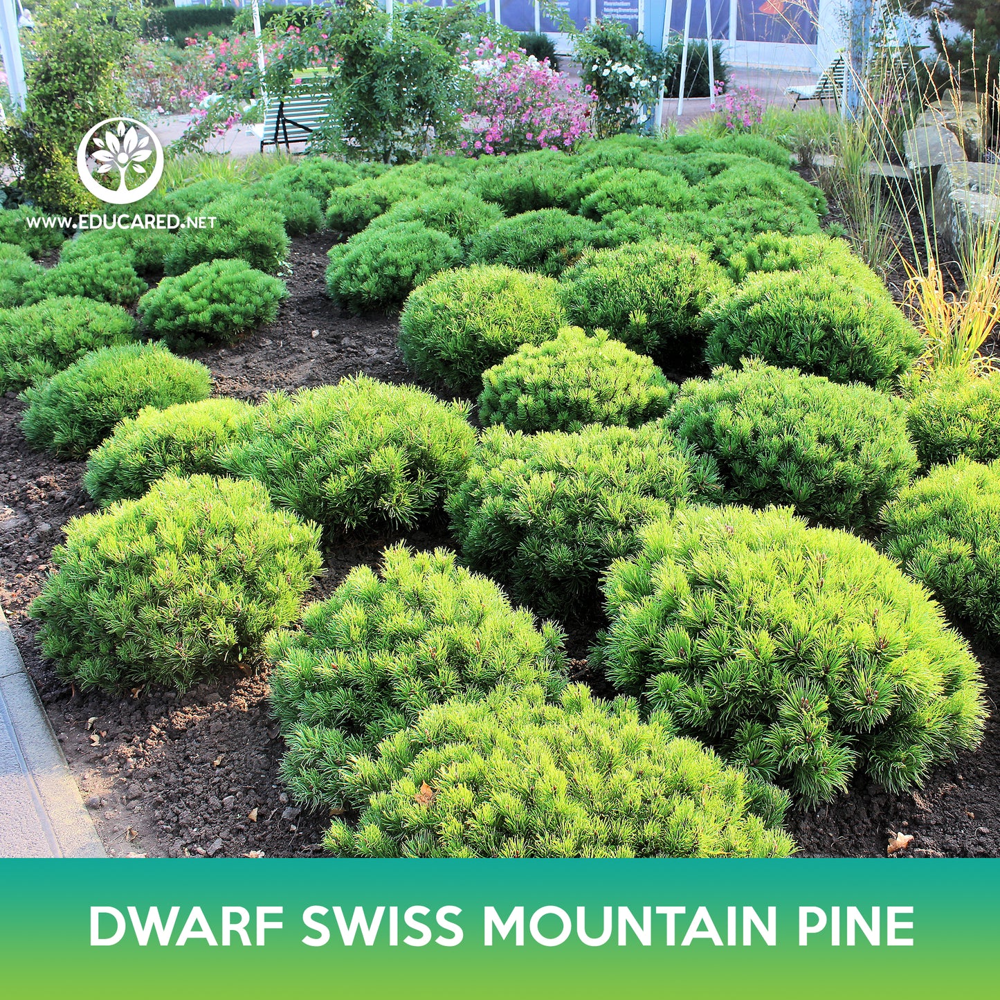 Dwarf Swiss Mountain Pine Tree Seeds