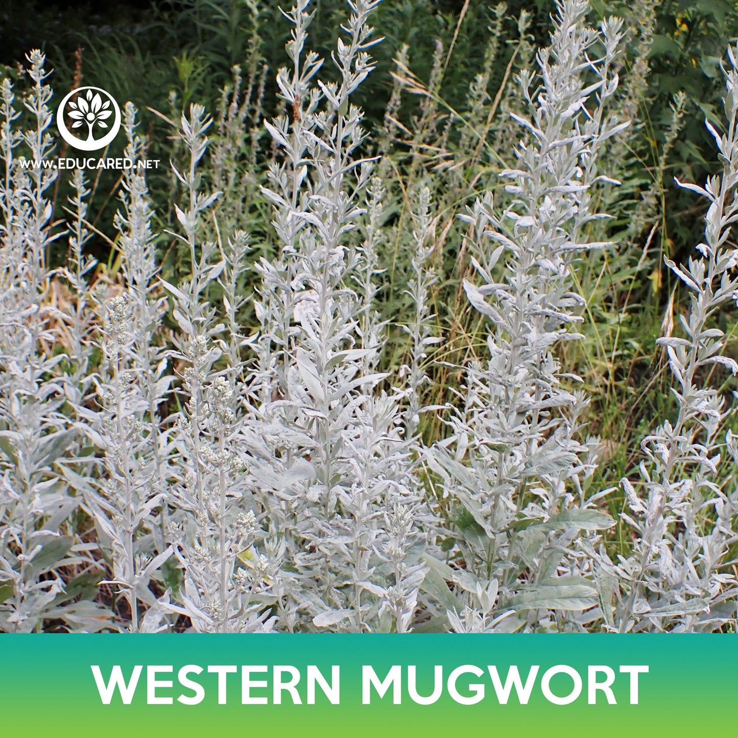 Western Mugwort Seeds, Prairie Sage