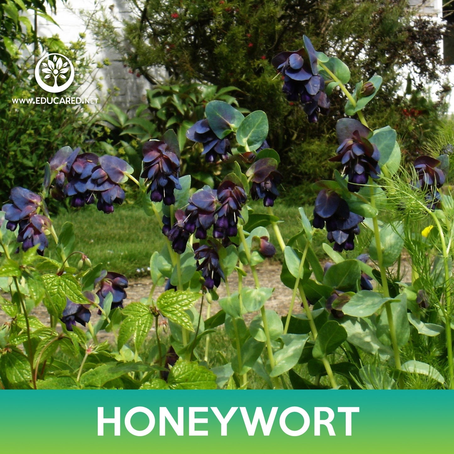 Honeywort Flower Seeds, Kiwi Blue Cerinthe