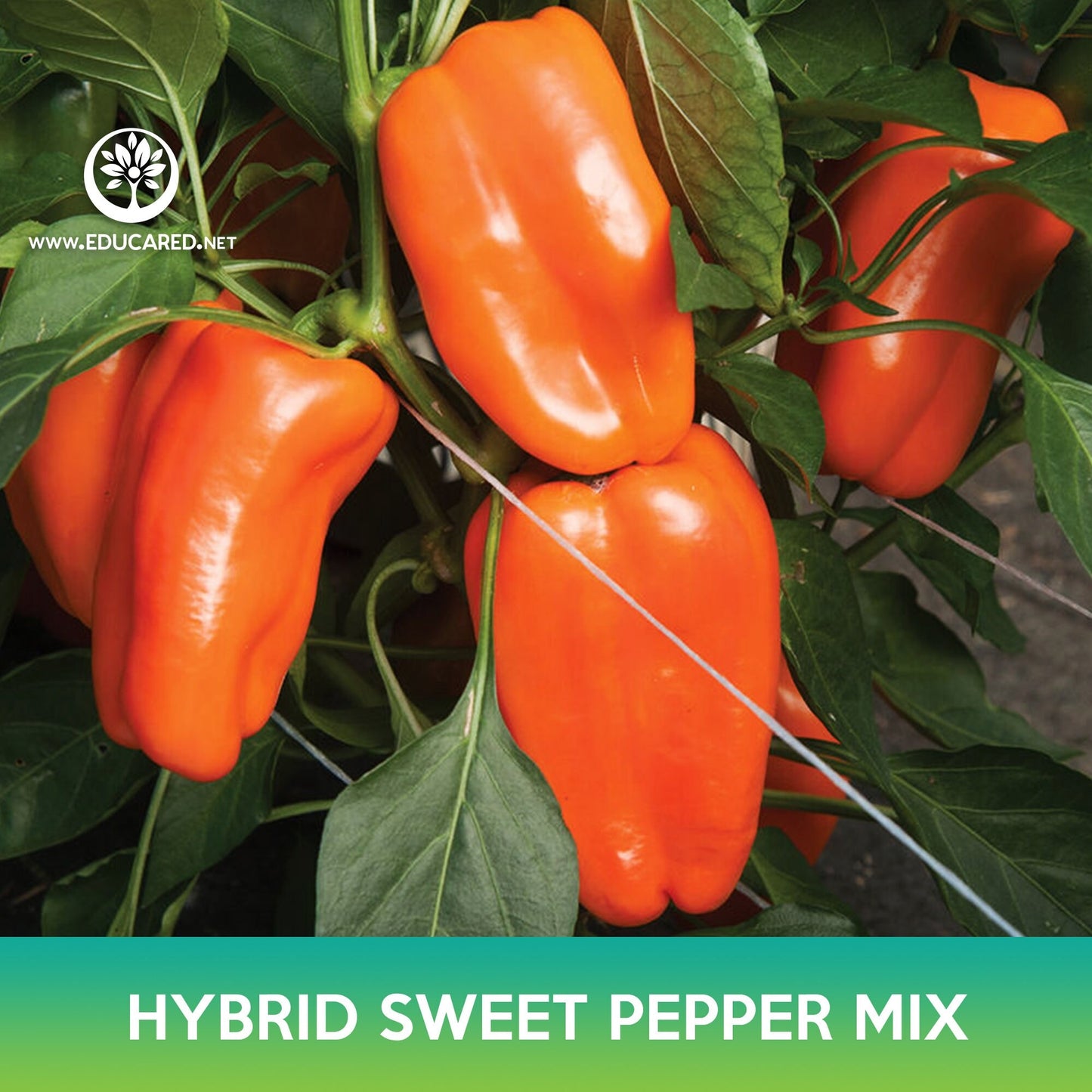 Hybrid Sweet Pepper Mix Seeds