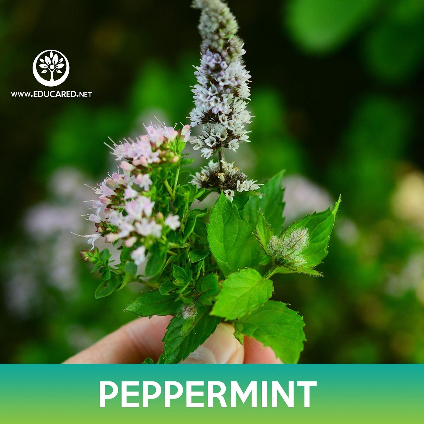 Peppermint Seeds