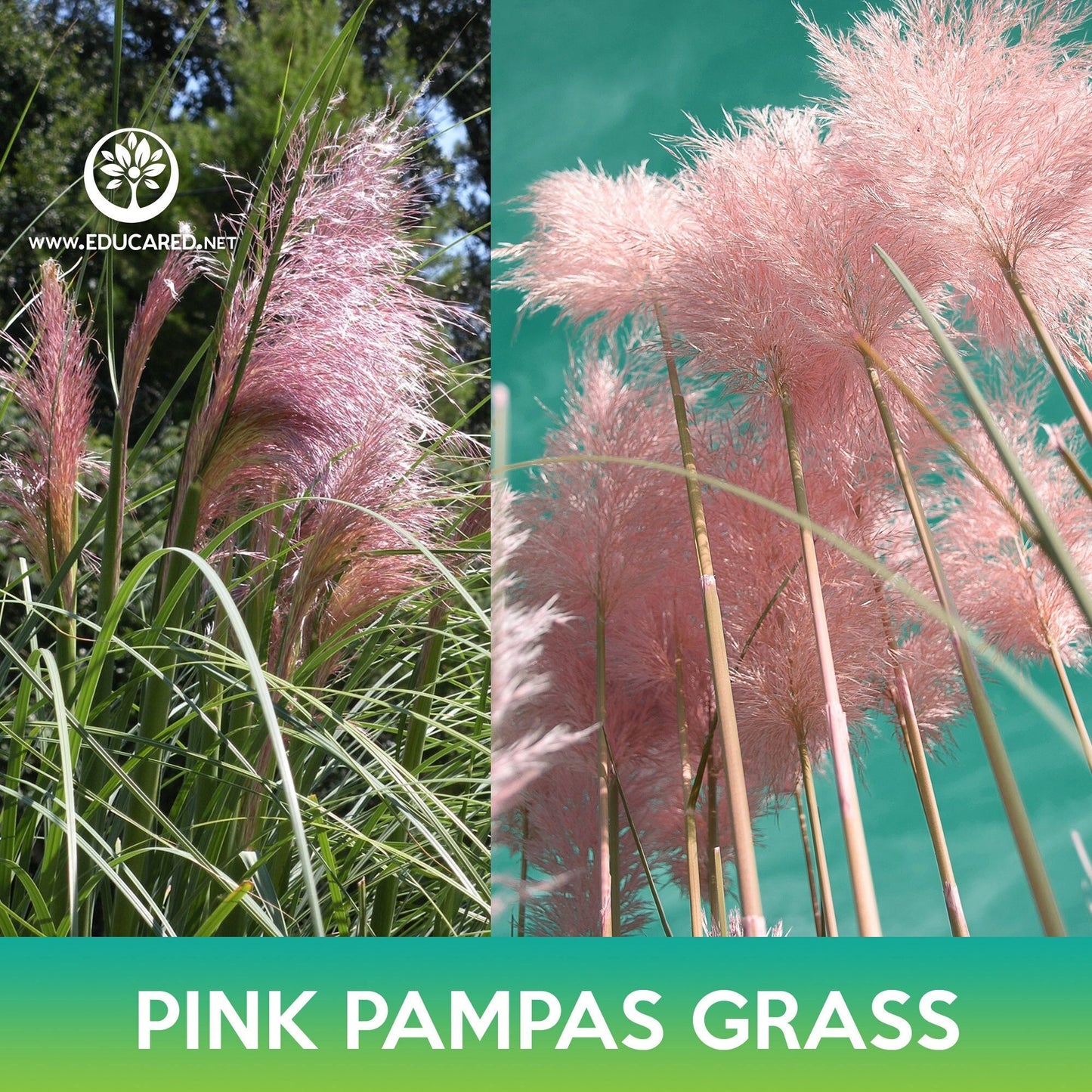 Pink Pampas Grass Seeds