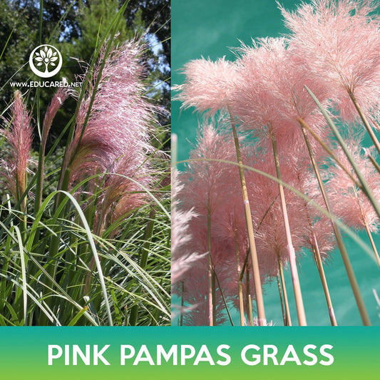 Pink Pampas Grass Seeds