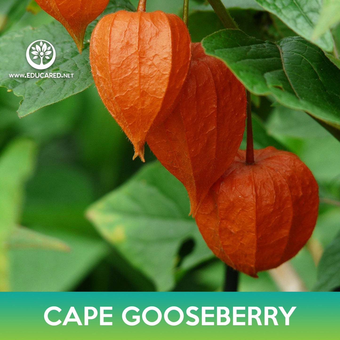 Cape Gooseberry Seeds, Physalis peruviana