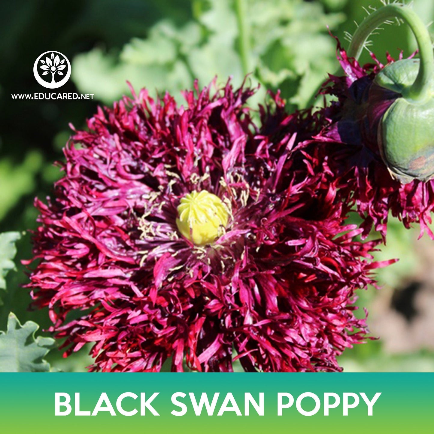 Black Swan Poppy Seeds