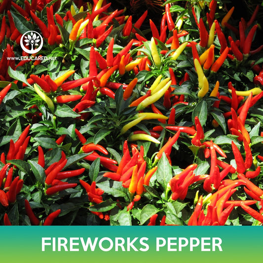 Fireworks Ornamental Pepper Seeds