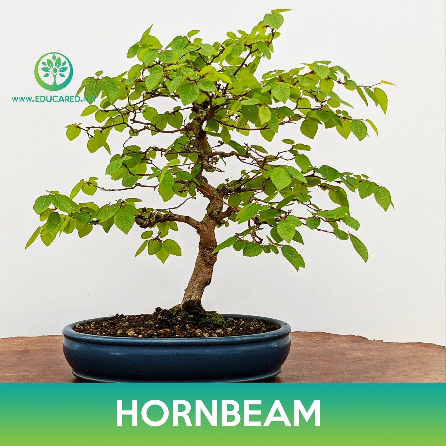 Hornbeam (American, European , Korean) Seeds