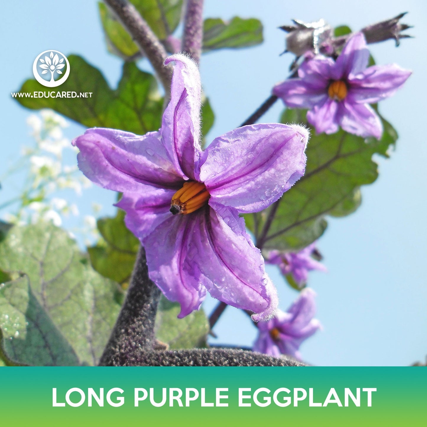 Long Purple Eggplant Seeds