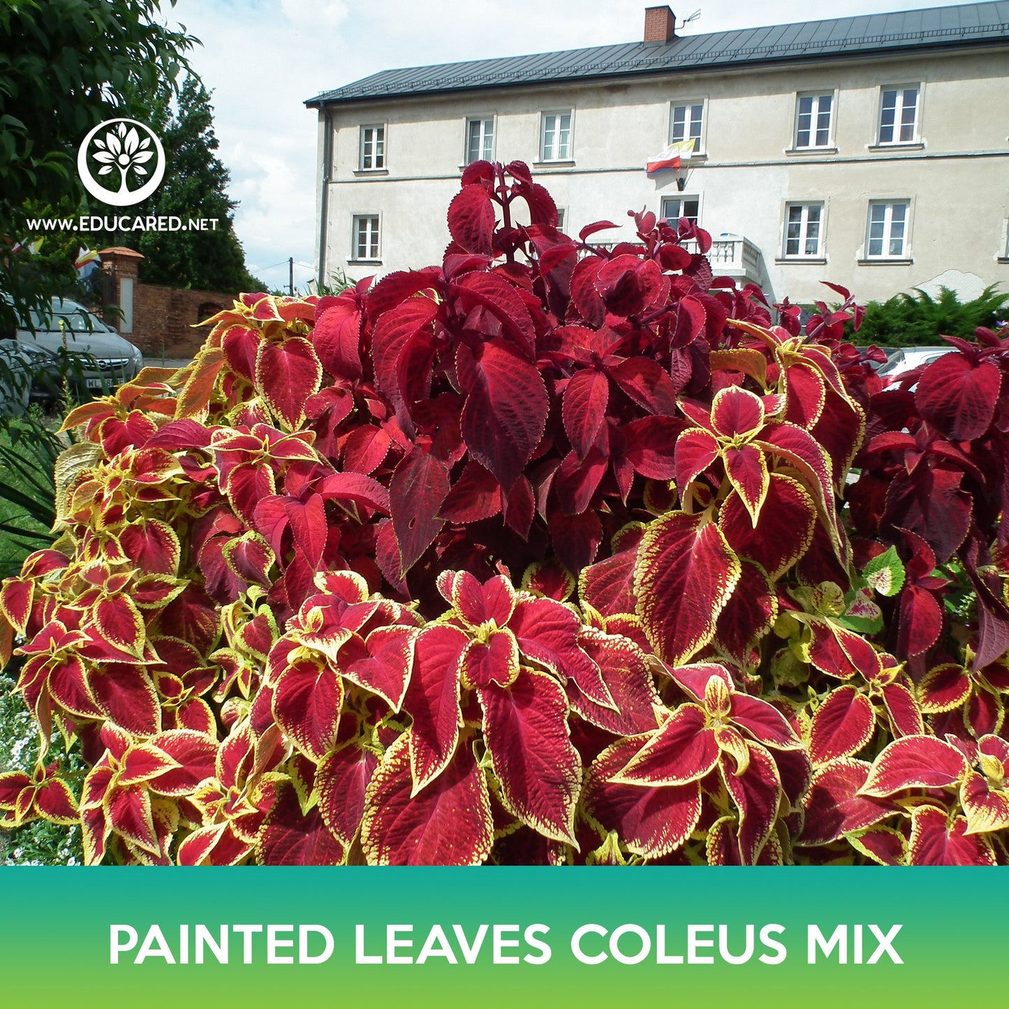 Painted Leaves Coleus Mix Seeds